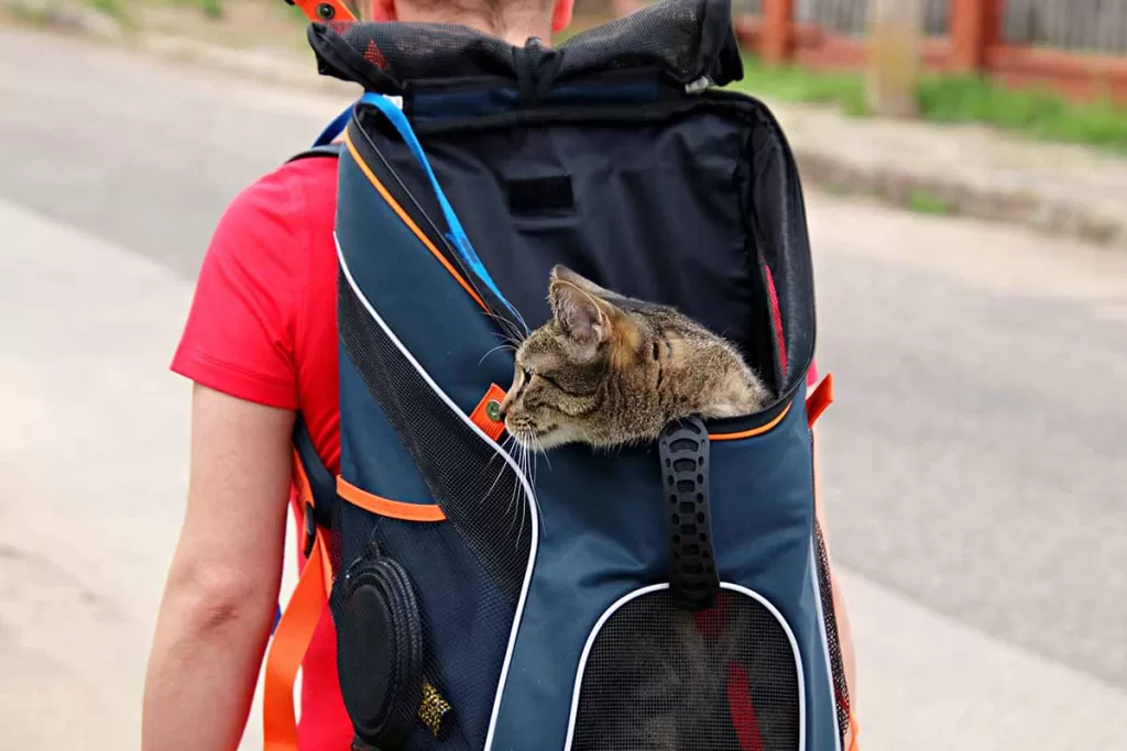 tabby cat with head sticking out of backpack cat carrier