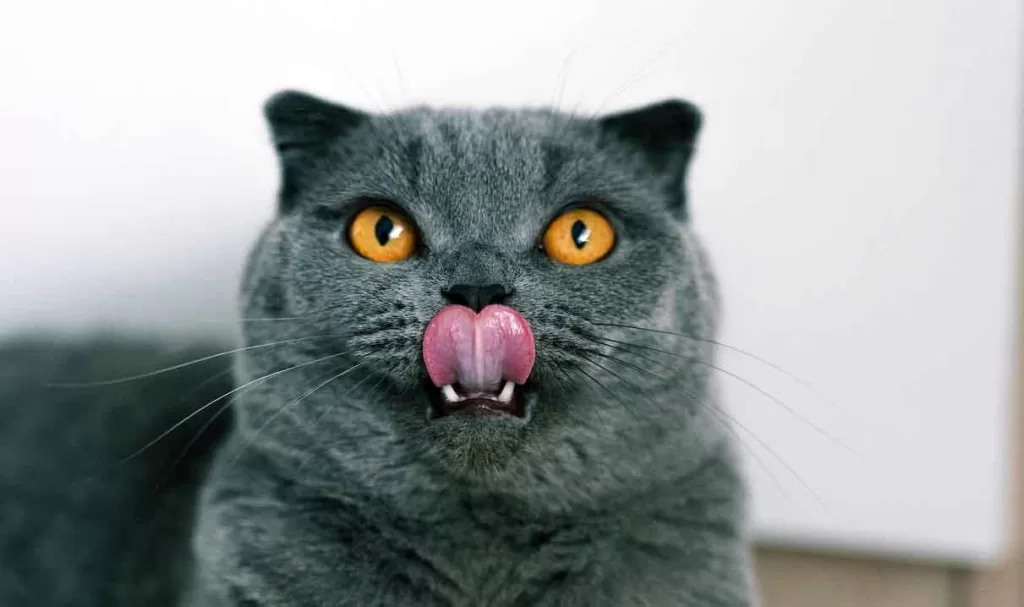 grey cat tongue sticking out