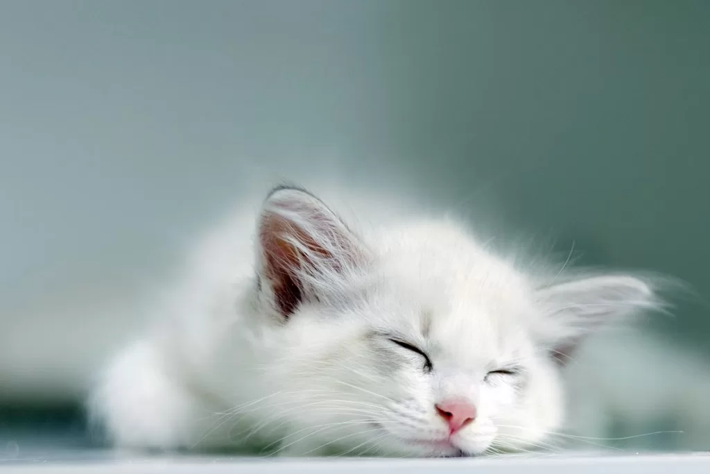 white kitten sleeping