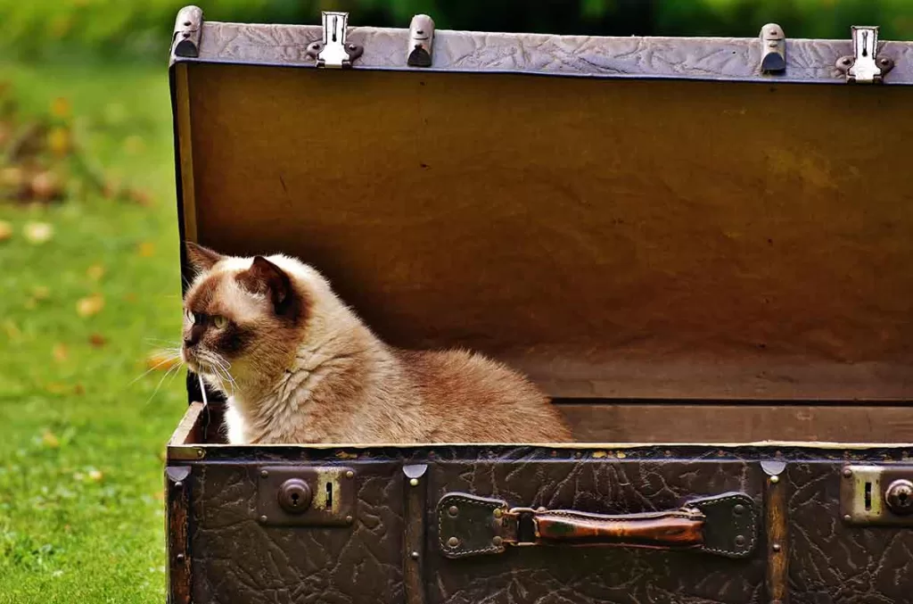 seal point cream siamese cat in a suitcase
