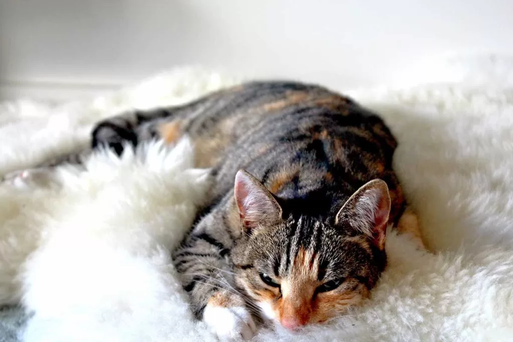 tortoiseshell cat sleeping on white fuzzy blanket