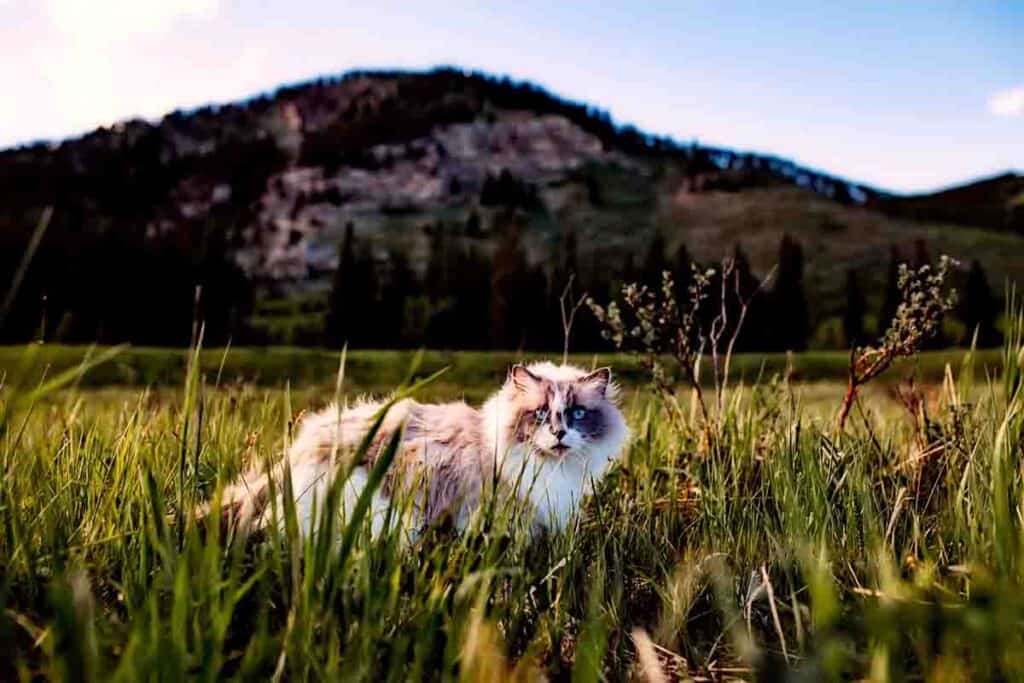 long haired cat standing in a meadow with small mountain in background