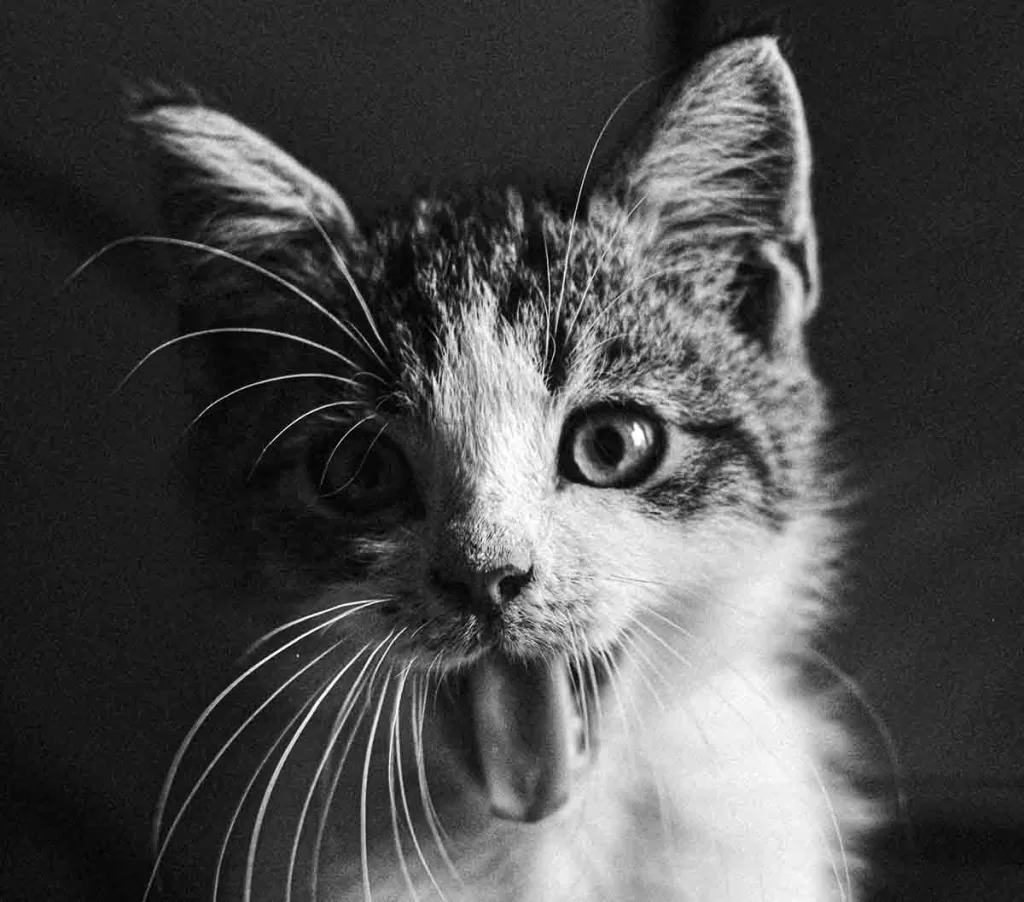 black and white photo tabby kitten face meowing