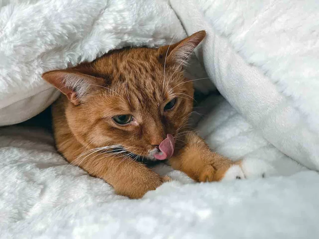 orange cat under white duvet