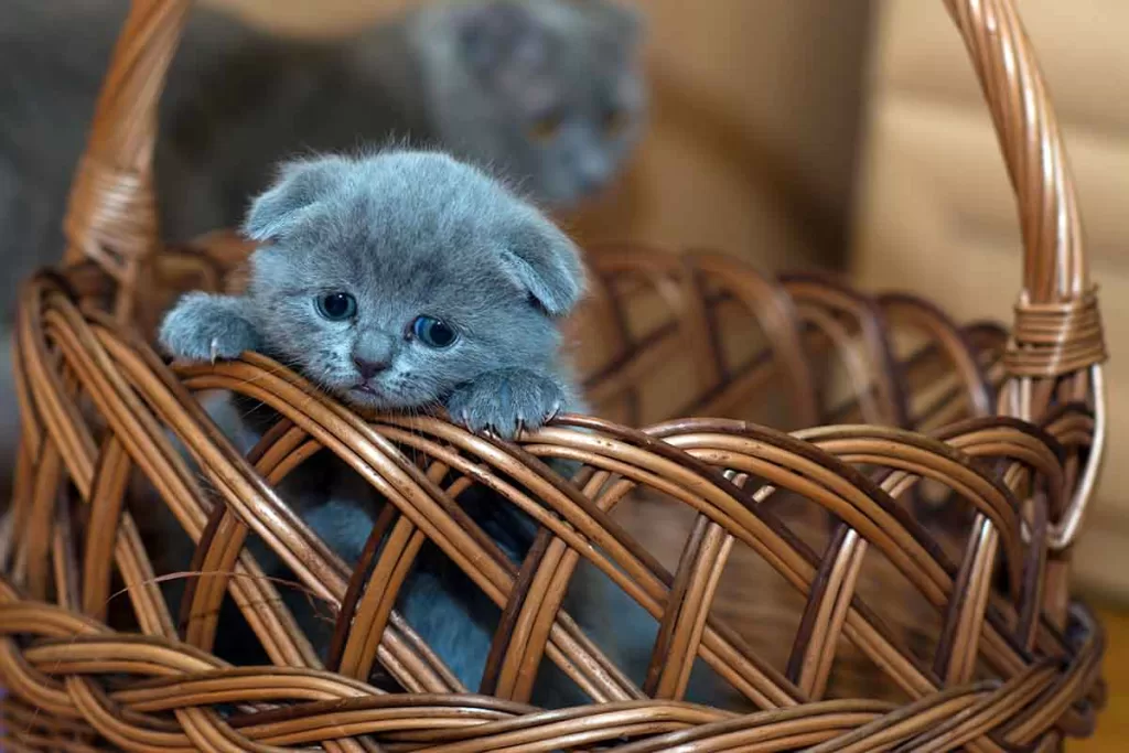 blue scottish fold kitten in a wicker basket