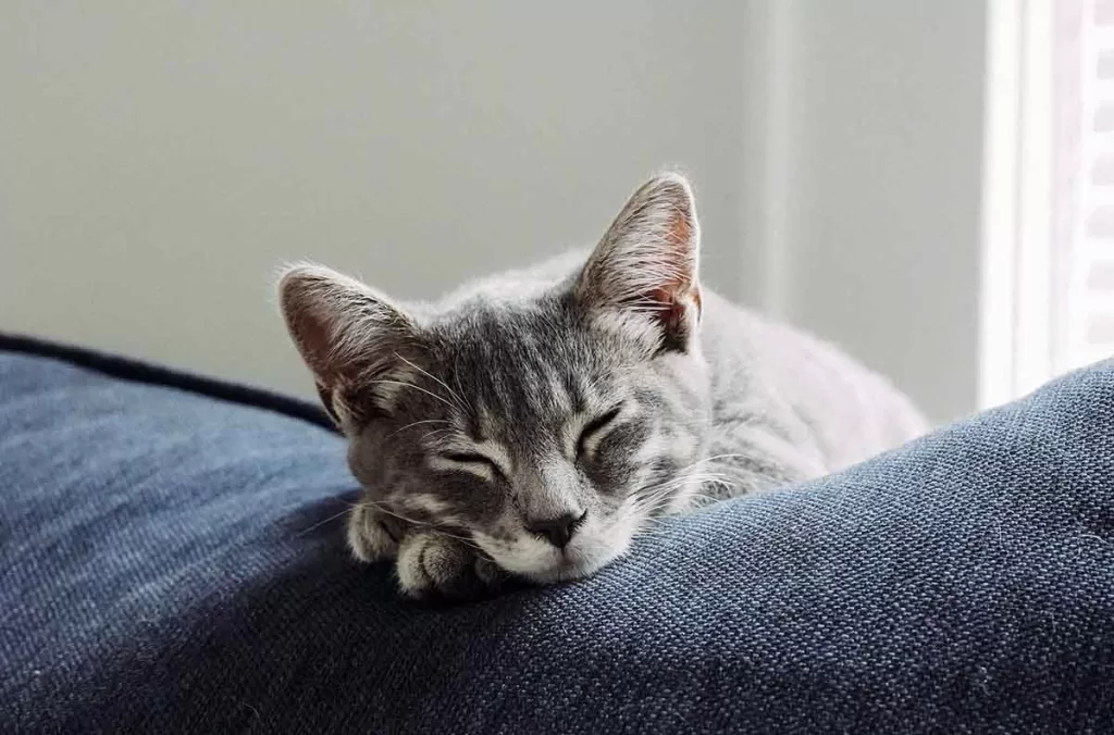 grey cat sleeping with its head on its paws