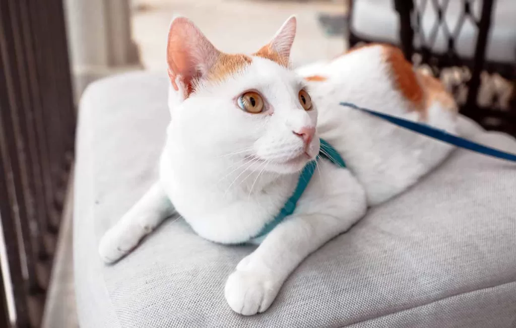 white and orange cat wearing a blue harness