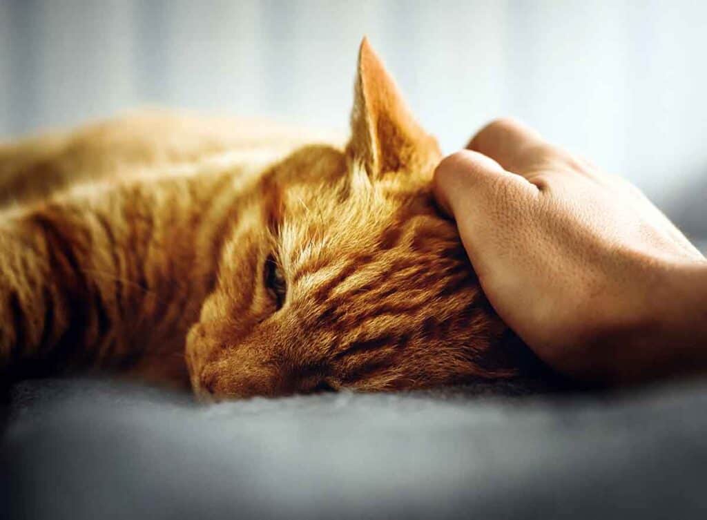 sad orange tabby cat receiving a pet