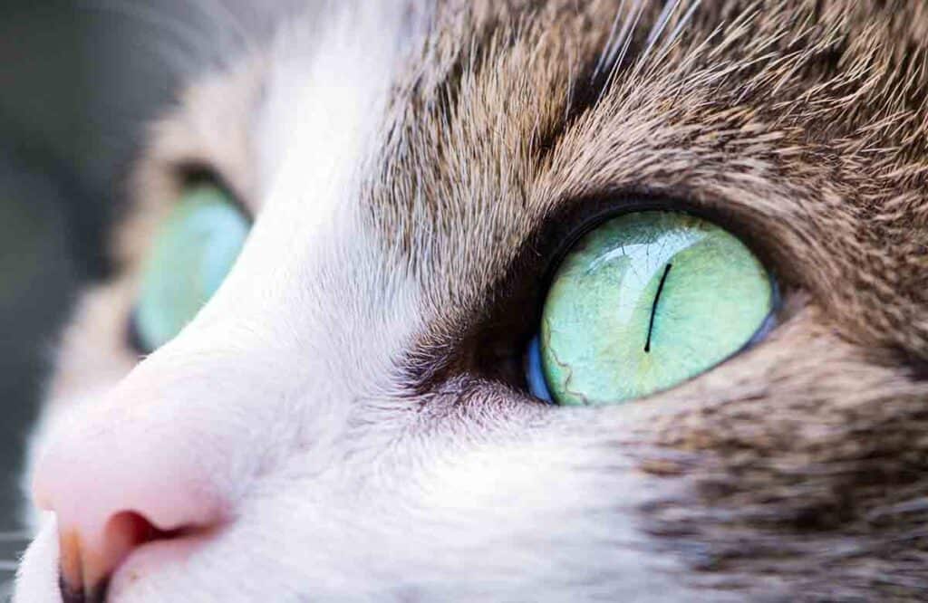 closeup of a cat's eye green color