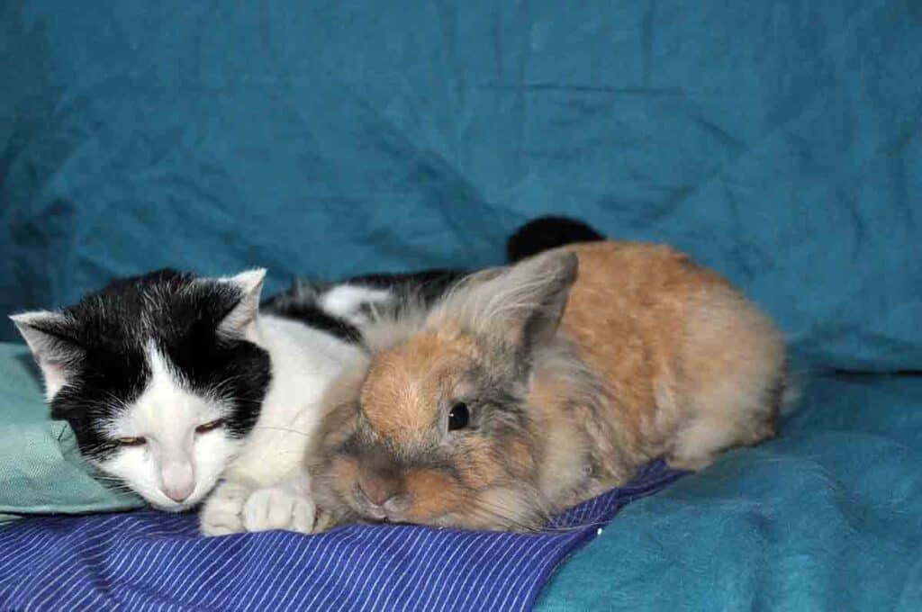 cat and rabbit sleeping side by side