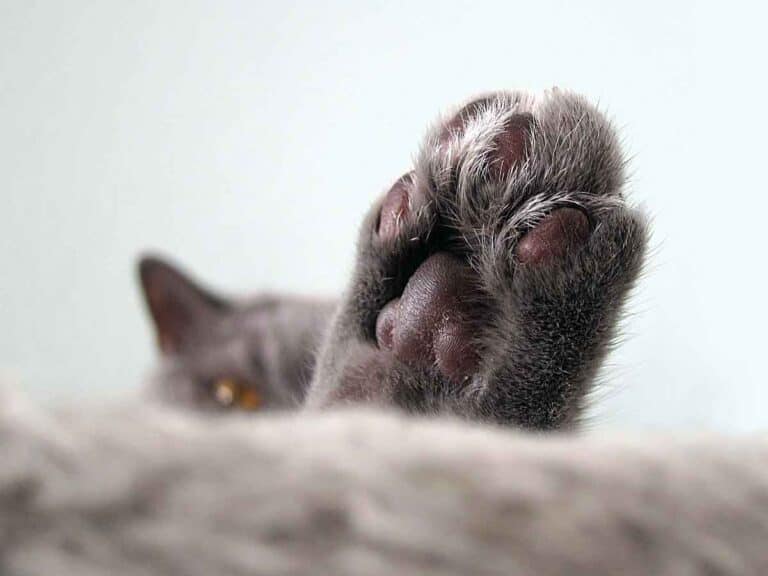 bottom of the paw of a grey cat