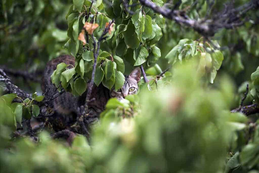 grey tabby cat in a tree hidden by leaves