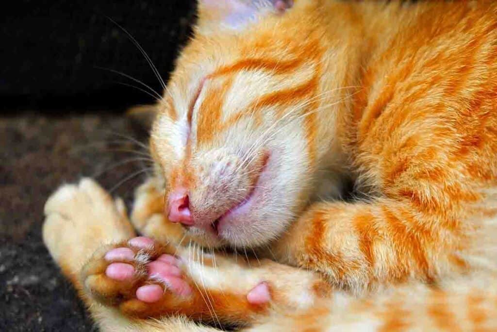 ginger cat curled up sleeping on its paws