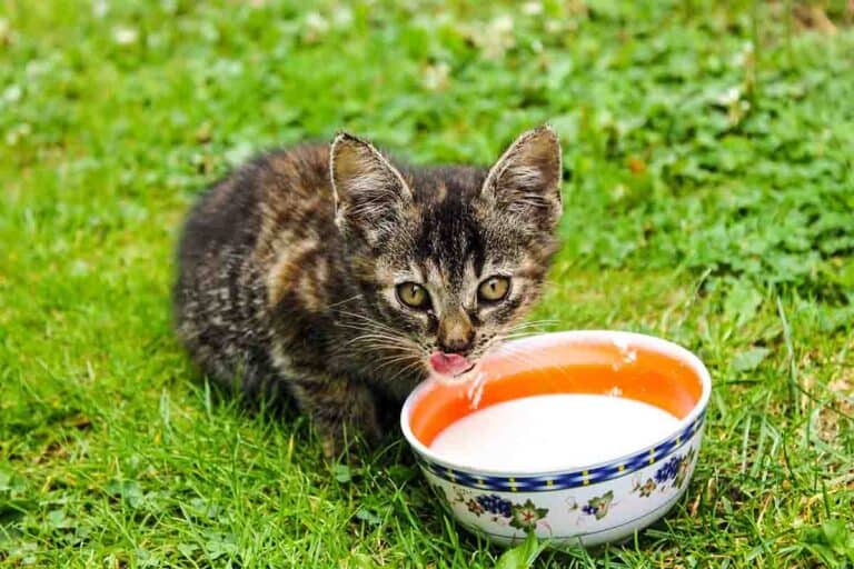 brown tabby kitten drinking a bowl of milk