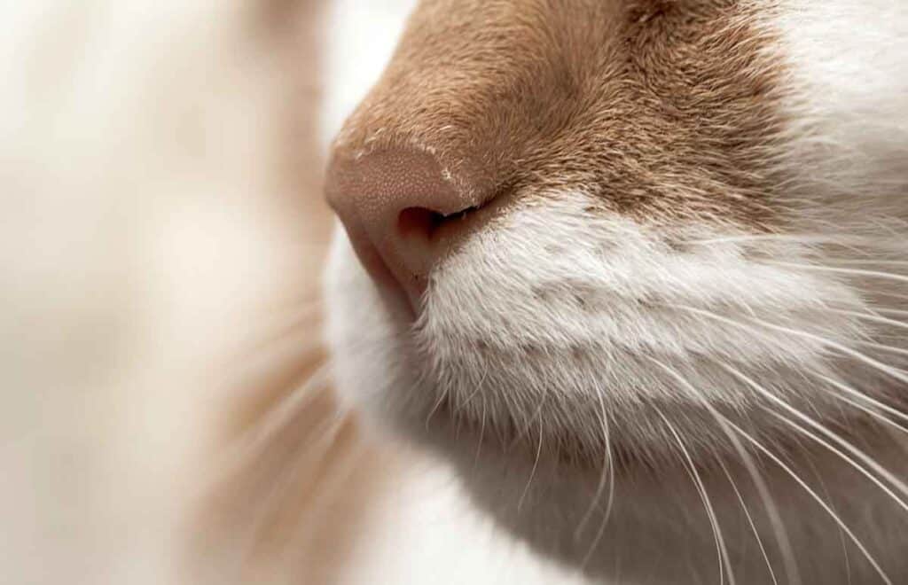 close up image of an orange and white cat nose