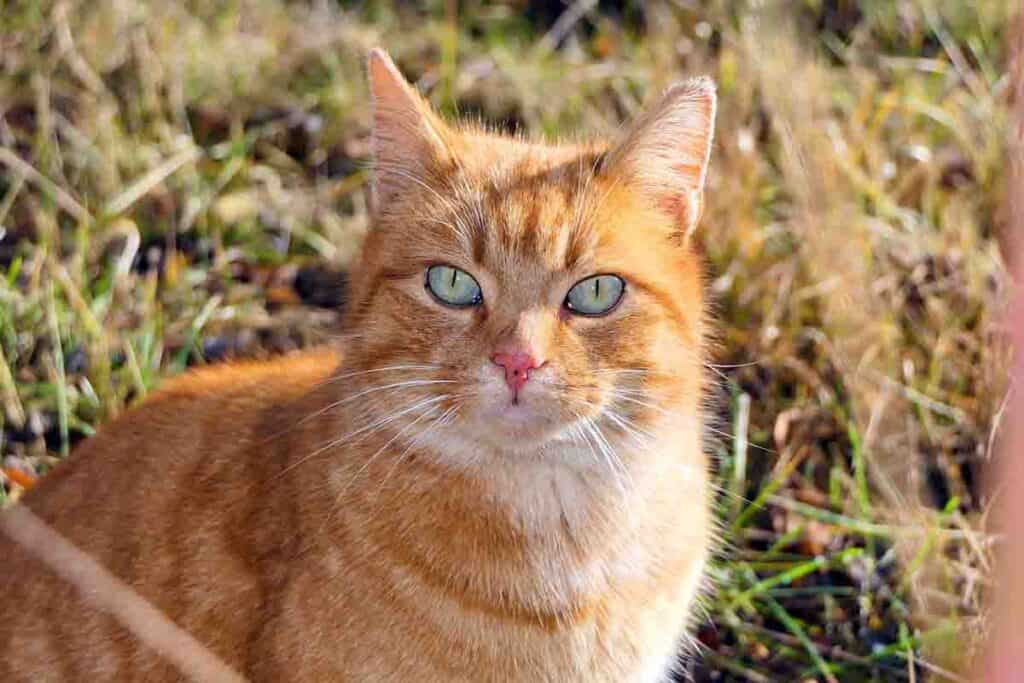 ginger tabby cat looking into the camera