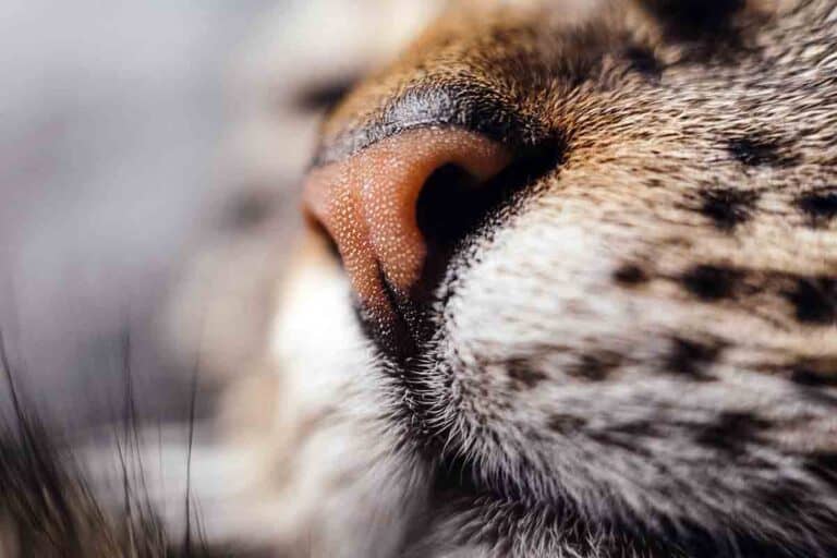 close up view of a cat's nose