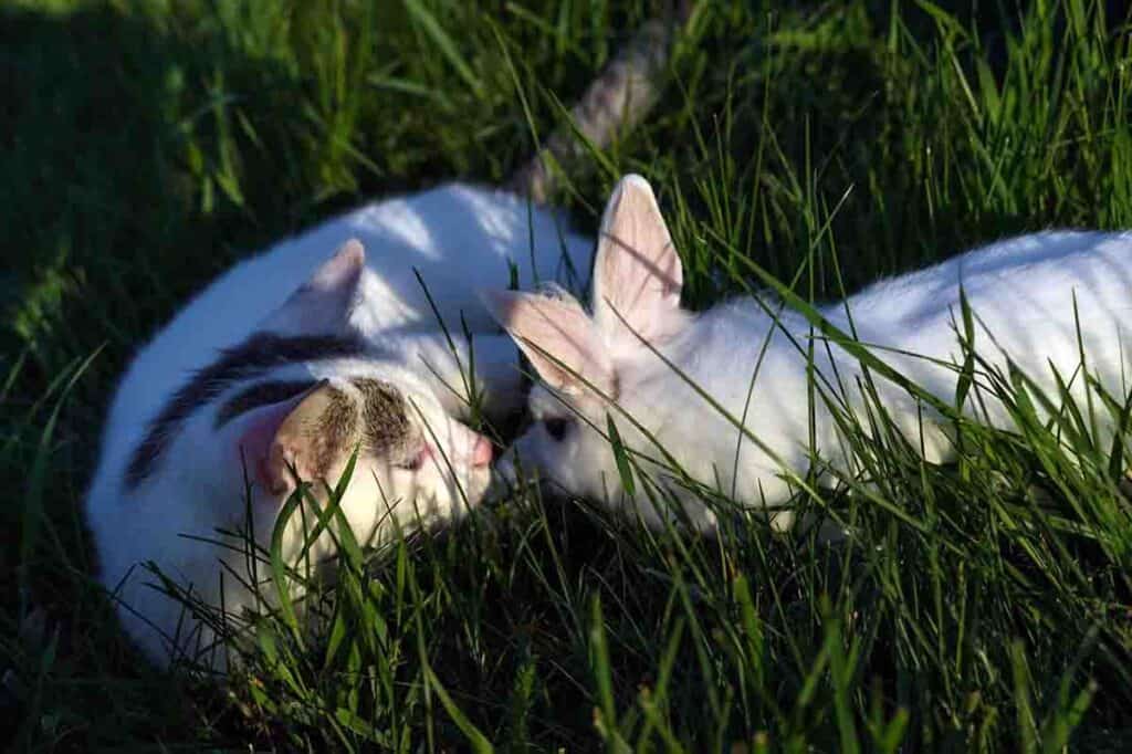 cat and rabbit laying together in grass