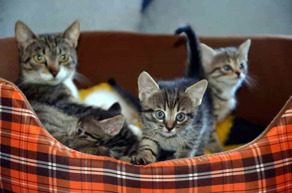 basket full of grey tabby kittens and their mom