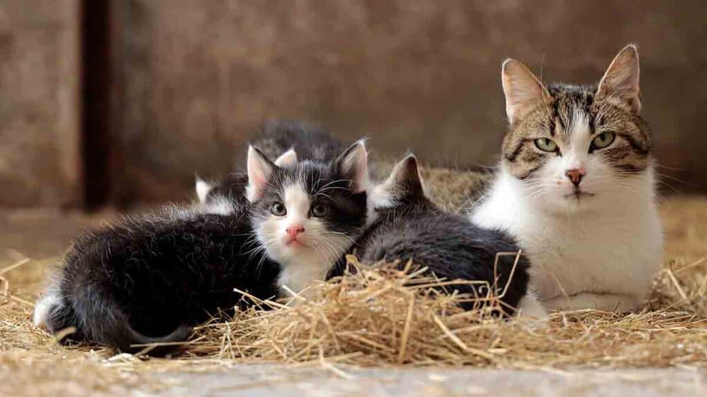 grey and white tabby cat and kittens laying in a bed of straw