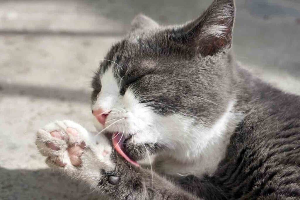 can cats absorb chemicals through their paws -grey and white cat licking its paw