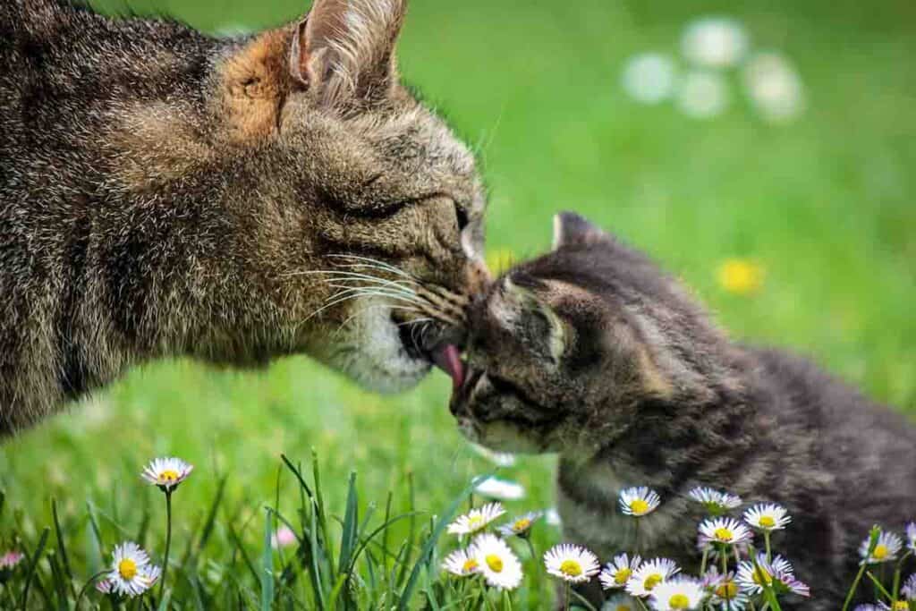 mother cat licking kitten in a meadow