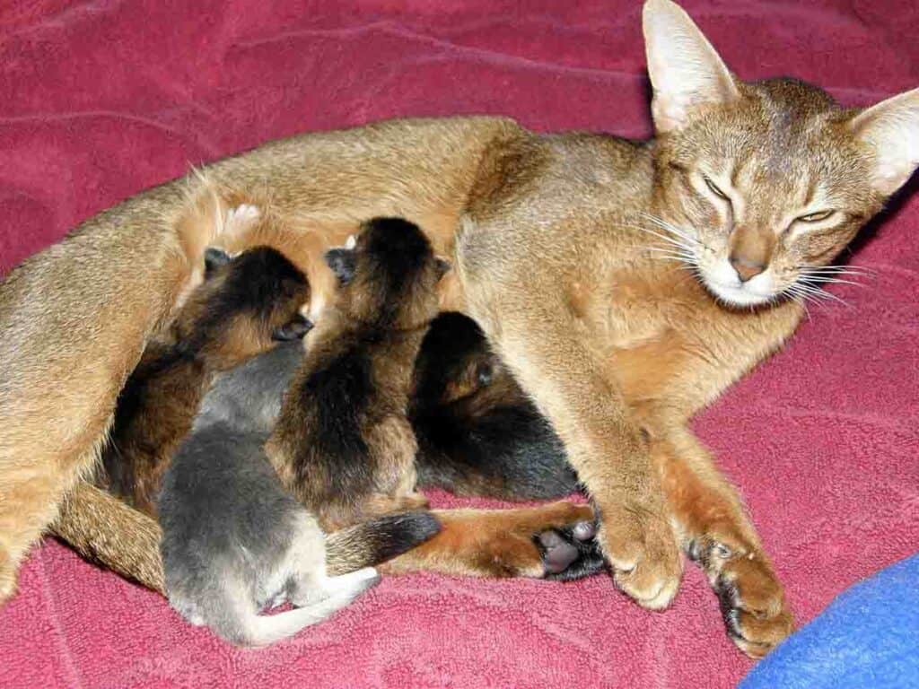 absynnian cat and her kittens