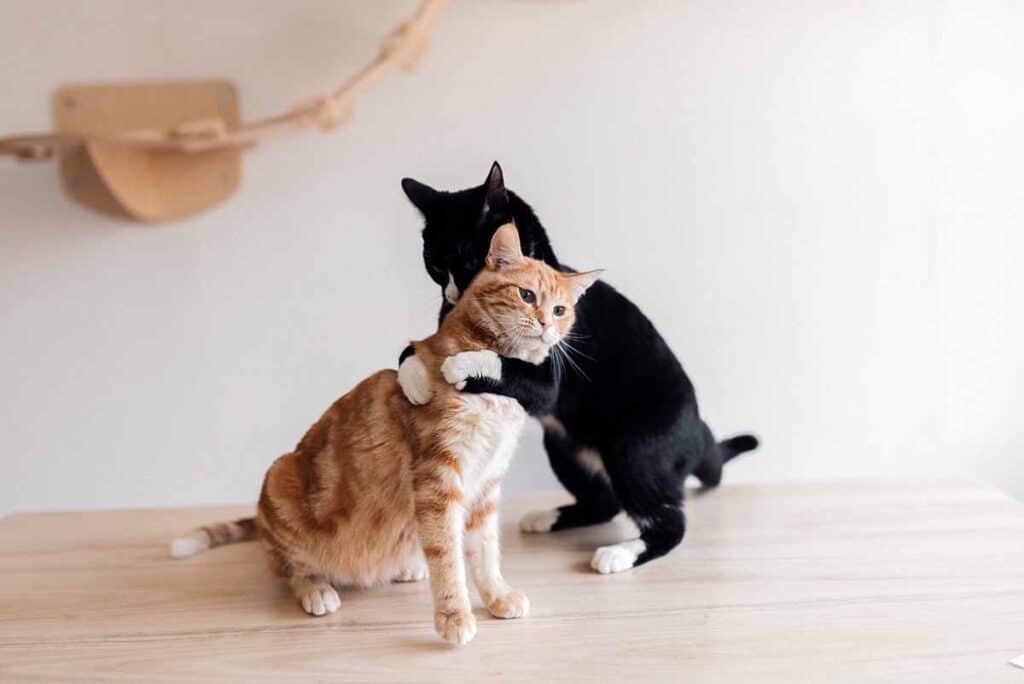 orange tabby cat and black and white cat play fighting