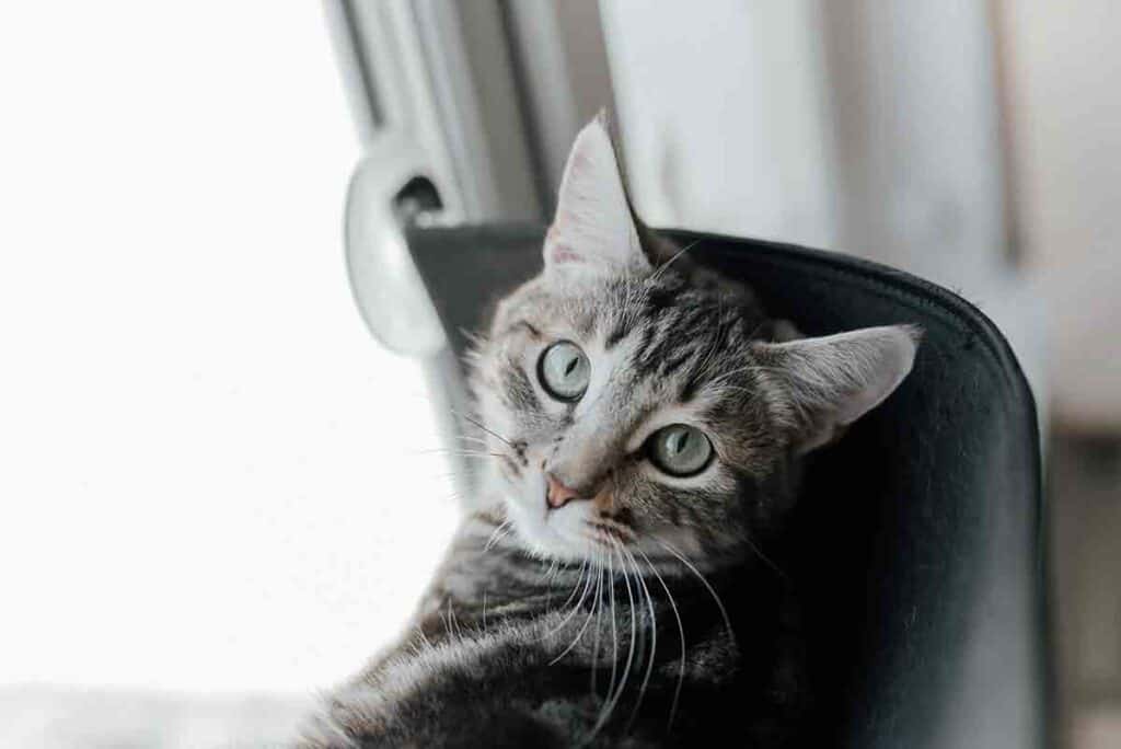 grey tabby cat sitting in chair to look out the window