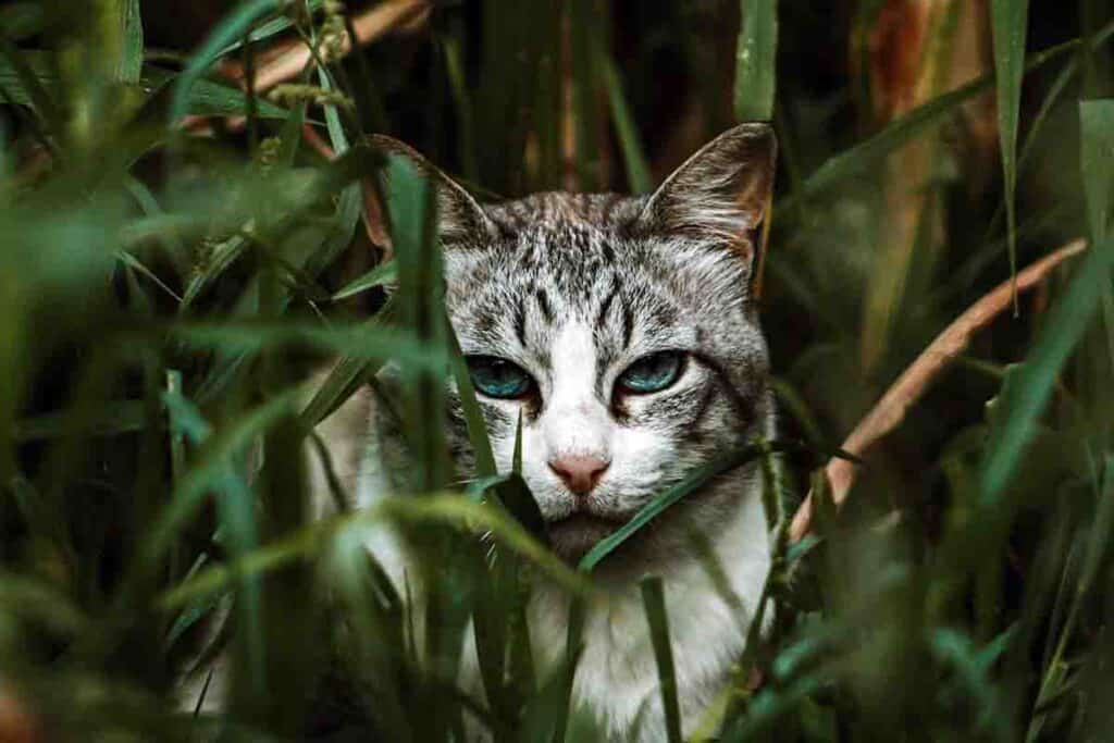 grey and white tabby cat peeking out from behind tall green grass