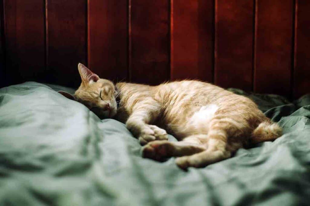orange tabby sleeping on a green blanket