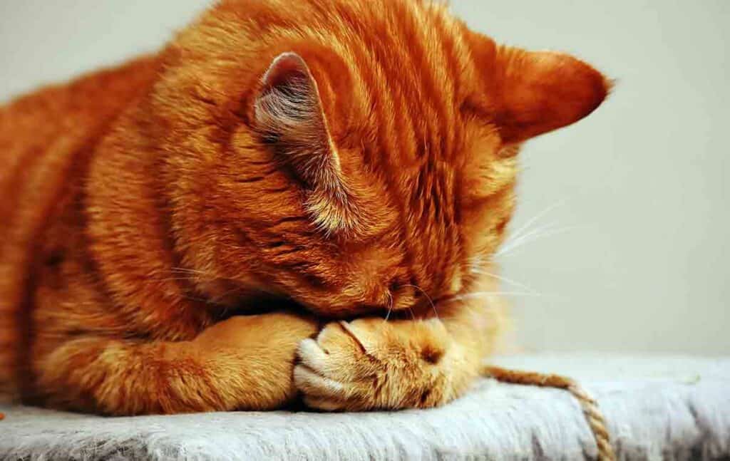 How to Tell If Your Cat Is Sick - image of an orange tabby cat hiding its face in its paws