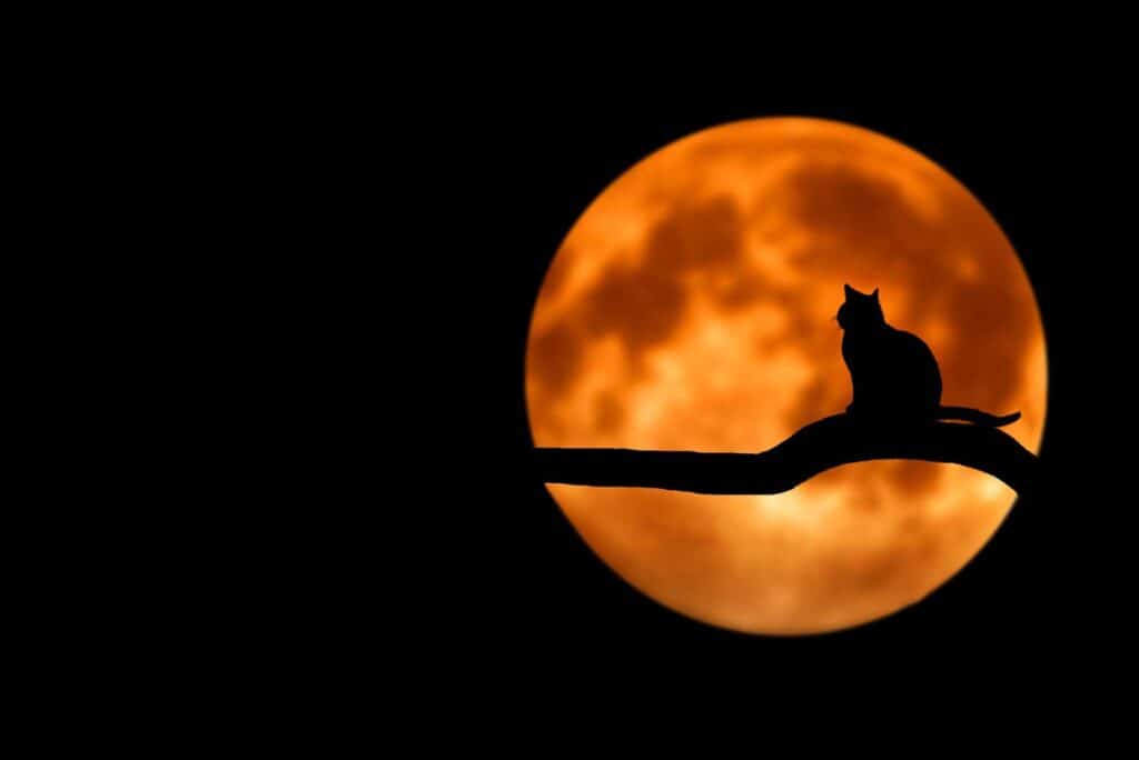 silhouette of a cat sitting on a tree limb in front of a full moon