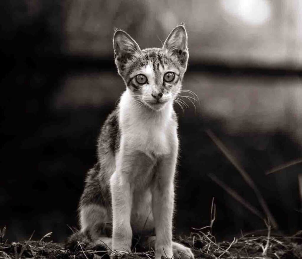black and white photo of a skinny cat