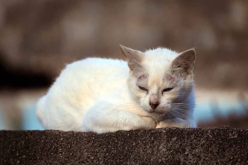 How to Tell If Your Cat Is Sick - image of sick white cat lying on a concrete ledge