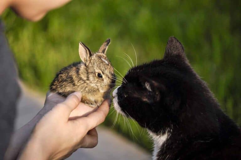 baby bunny being introduced to a black and white sylvester cat
