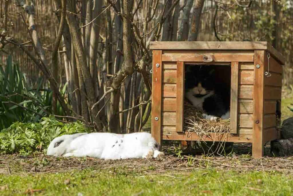 giant rabbit sleeping on ground while cat sleeps in the rabbit hutch