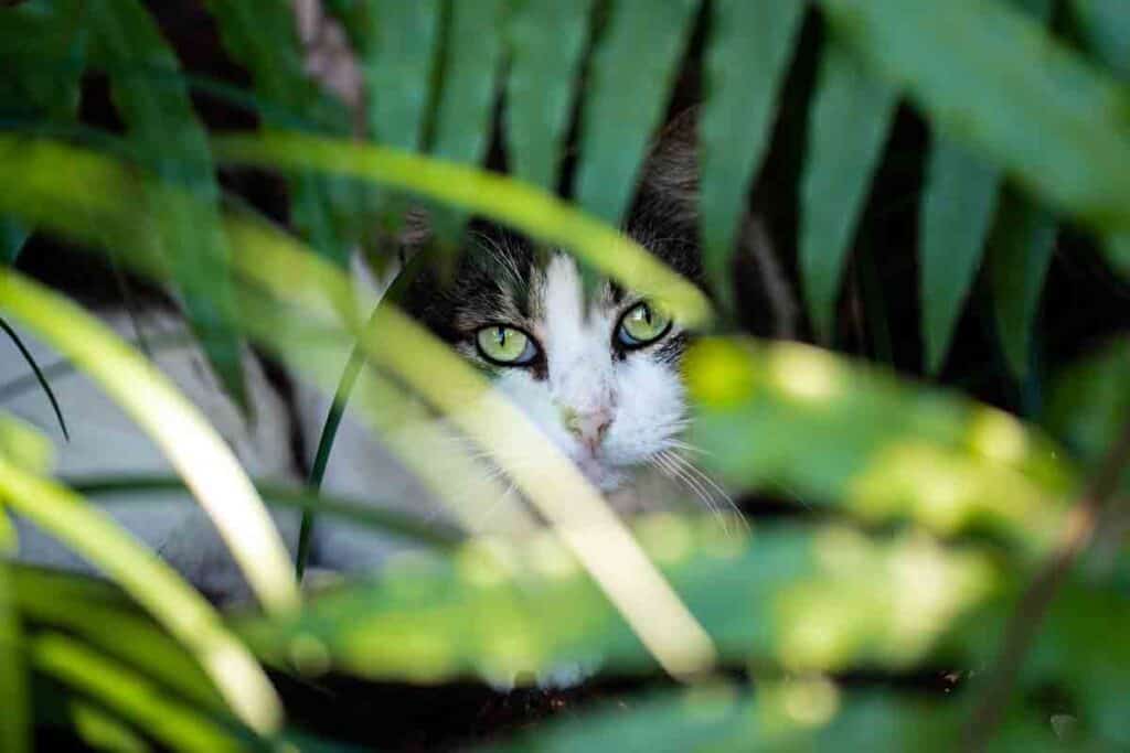 grey and white cat peeking out between green leaves