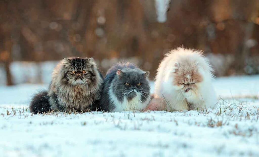 3 persian cats outdoors in winter