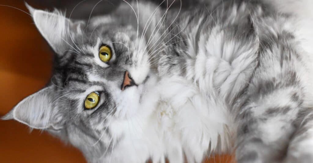 grey tabby maine coon cat laying on its back