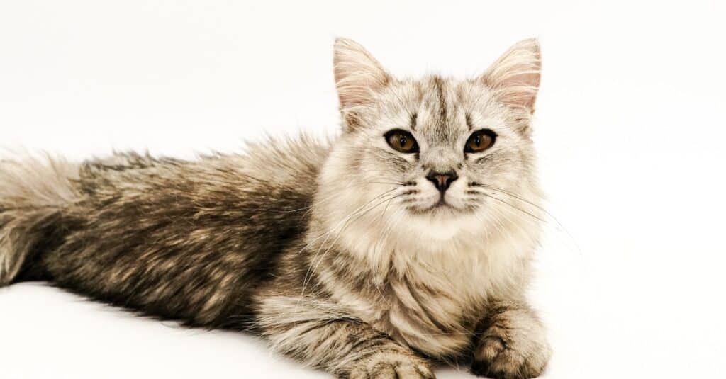 grey tabby long haired cat