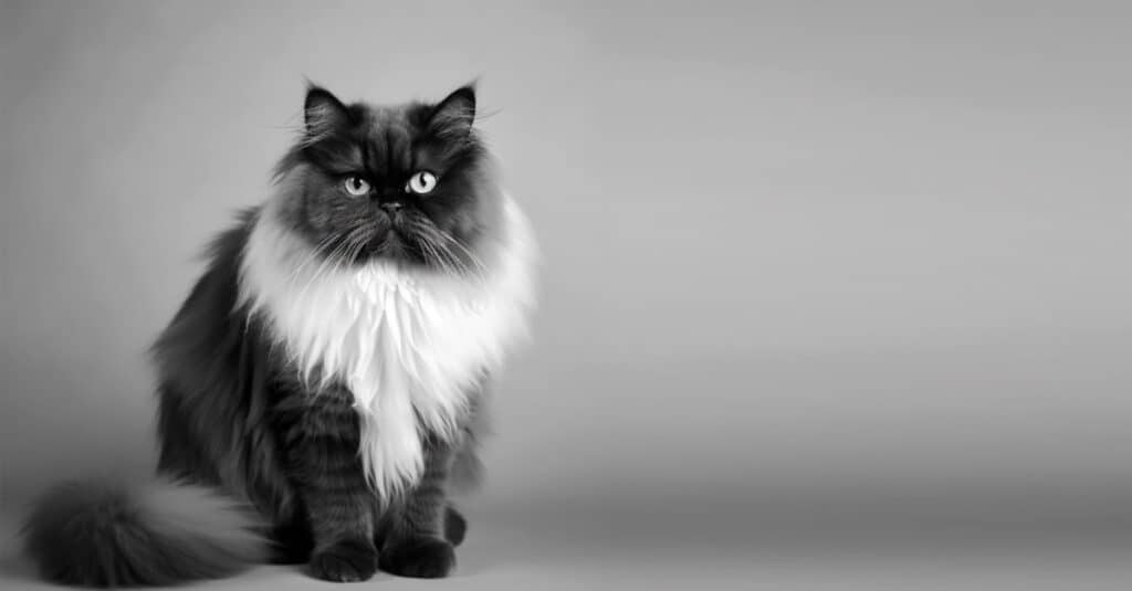 black and white photo of a black persian cat with a white ruff
