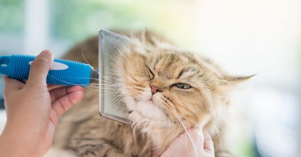 long hair cat grooming - long haired tabby cat looking grumpy as he gets brushed under his chin