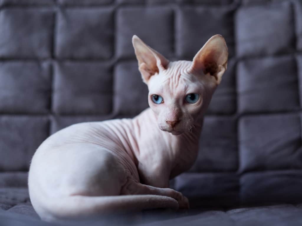 hairless munchkin cat resulting from breeding munchkin cats and sphynx cats