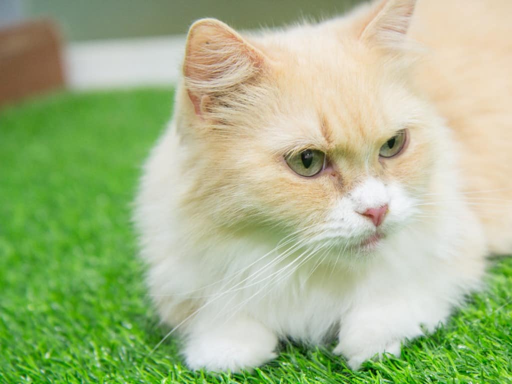 orange and white munchkin cat laying on green artificial grass