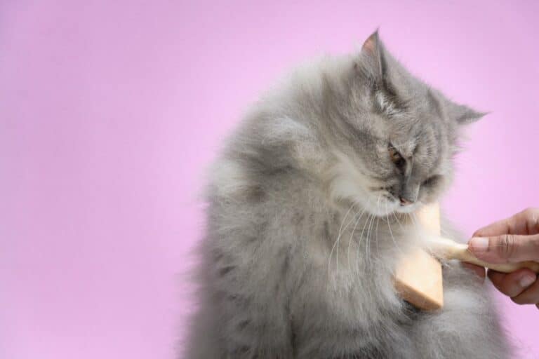 grey persian cat grooming slicker brush