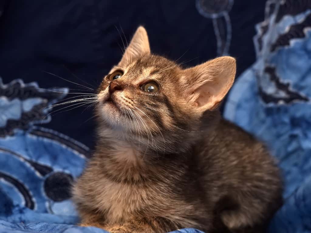 brown tabby munchkin kitten
