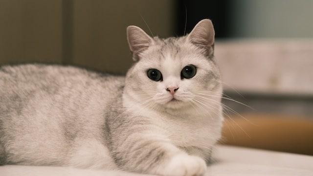 munchkin cat origins: this image shows aq grey and white munchkin cat