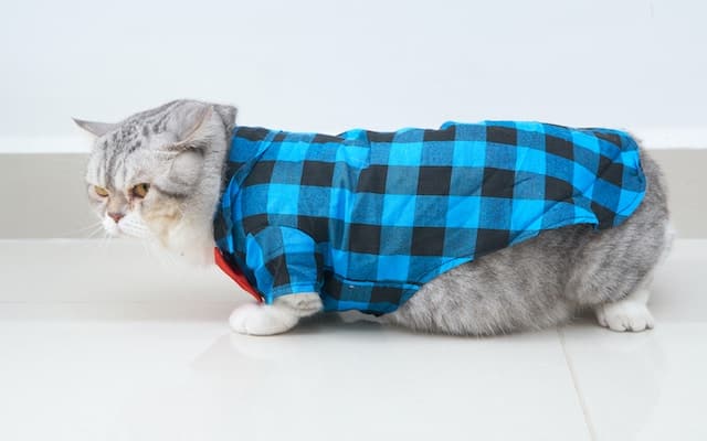 chubby grey and white munchkin cat wearing a blue and black checkered cat jacket