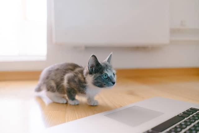 Ethics of Breeding Munchkin Cats - a small short legged calico kitten sitting on a desk in front of a laptop computer